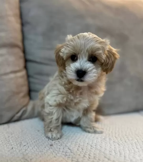 Kore Yüz Yapılı Maltipoo Yavruları