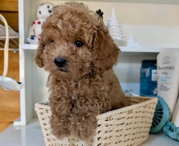 Toy Poodle Bebeklerimiz Sizi Bekliyor