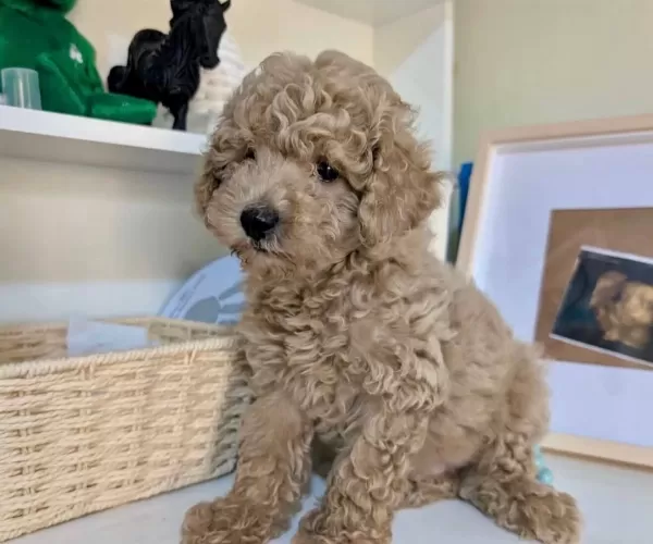 Toy Poodle Bebeklerimiz Sizi Bekliyor