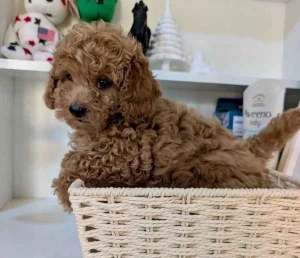 Toy Poodle Bebeklerimiz Sizi Bekliyor