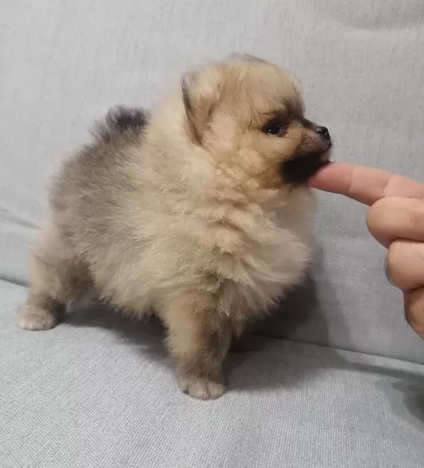 Ayı Surat Pomeranian Boo Sosyal Ortamın Yeni Yıldızı