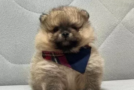 Ayı Surat Pomeranian Boo Sosyal Ortamın Yeni Yıldızı
