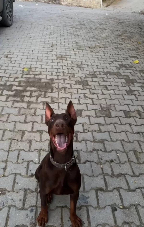 Kaslı Formuyla Goz Kamaştıran Kahverengi Doberman