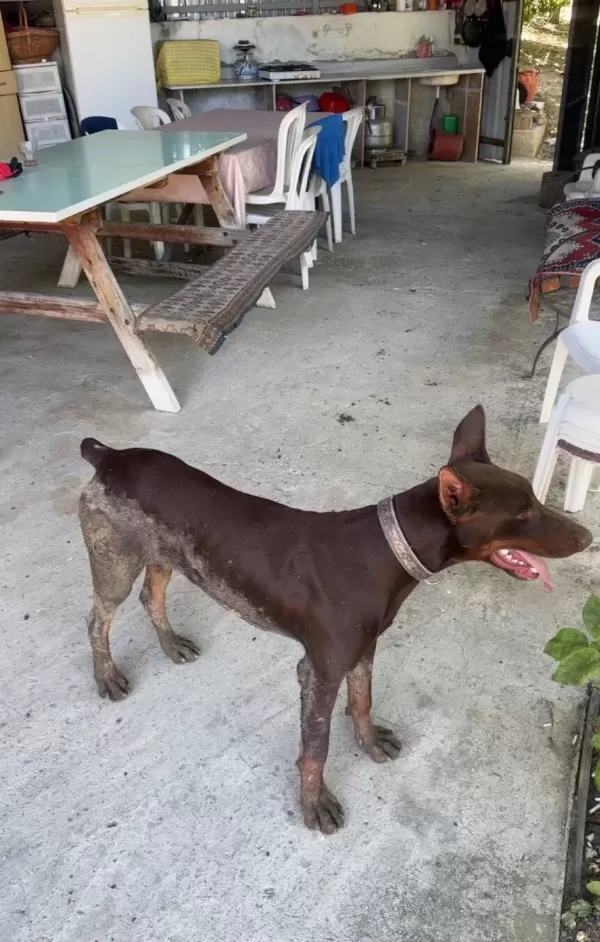 Kaslı Formuyla Goz Kamaştıran Kahverengi Doberman