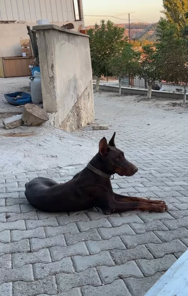 Kaslı Formuyla Goz Kamaştıran Kahverengi Doberman