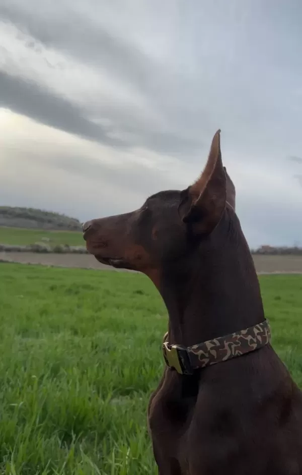 Kaslı Formuyla Goz Kamaştıran Kahverengi Doberman