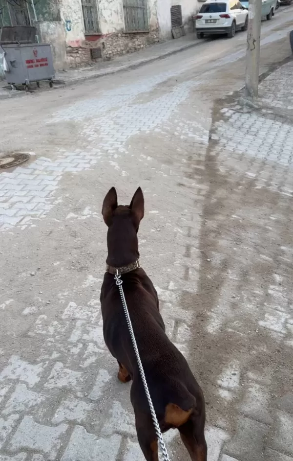 Kaslı Formuyla Goz Kamaştıran Kahverengi Doberman