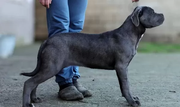 Secereli Full Asılı Cane Corso Yavrular