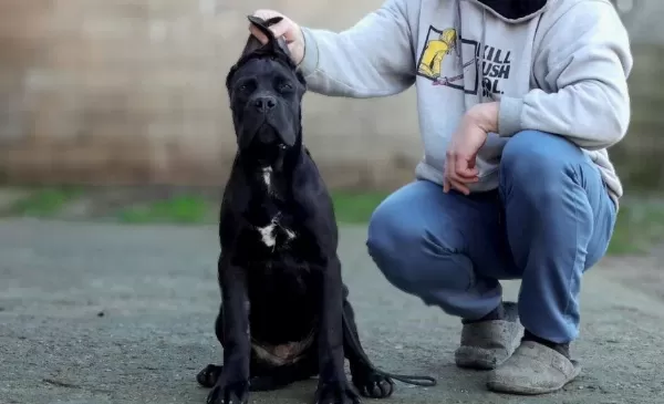 Secereli Full Asılı Cane Corso Yavrular