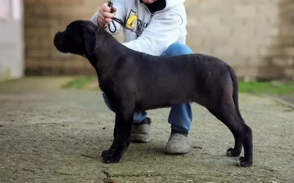Secereli Full Asılı Cane Corso Yavrular