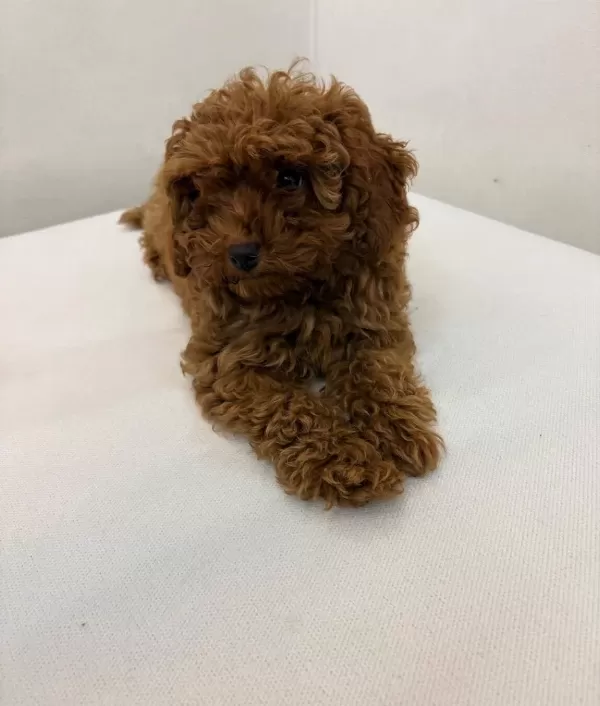 Safkan Toypoodle Yavrular Microcipli Ve Asıları Tam
