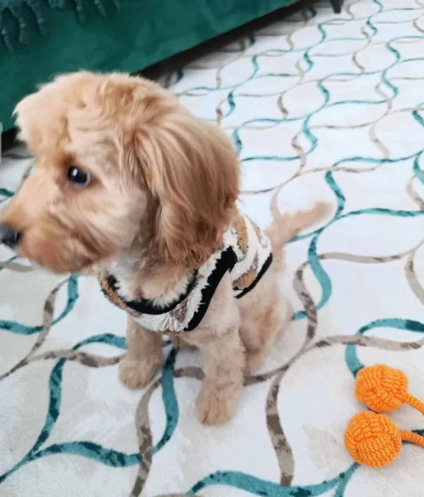 Eğitimli Ve Sosyal Maltipoo