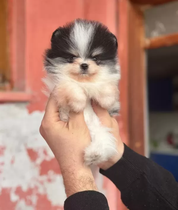 Pomerain Boo Yavruları Kredi Kartı Gecerlidir