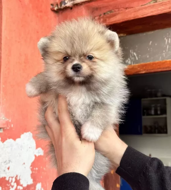 Pomerain Boo Yavruları Kredi Kartı Gecerlidir