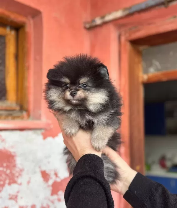 Pomerain Boo Yavruları Kredi Kartı Gecerlidir