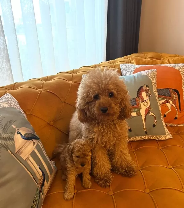 Toy Poodle Yavrularım
