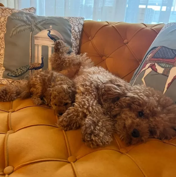 Toy Poodle Yavrularım