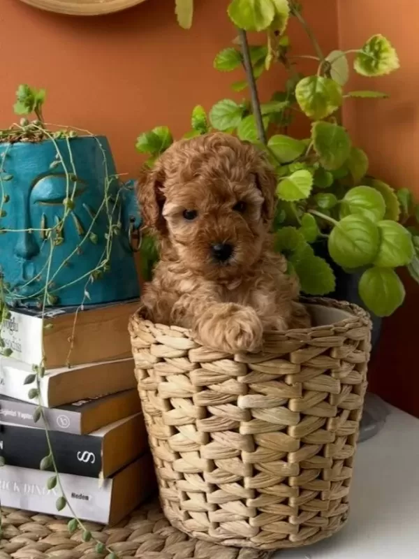 Toy Poodle Yavrularım