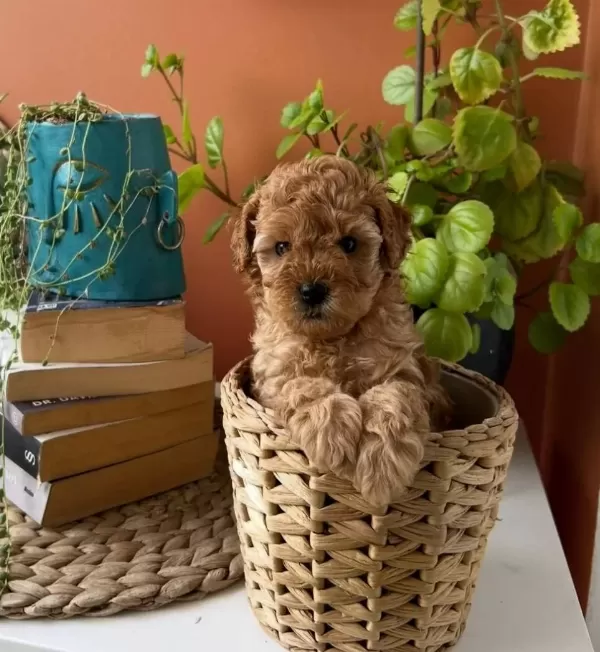 Toy Poodle Yavrularım