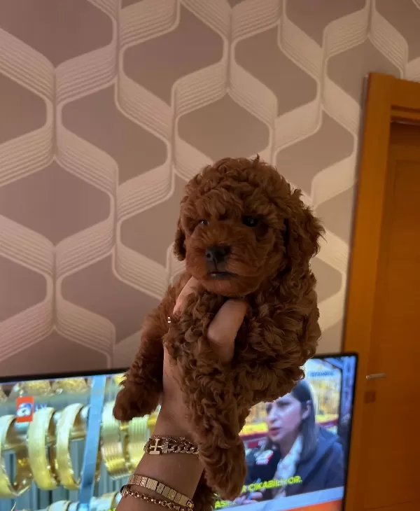 Ev Ortamında Buyuyen Bronz Bukleli Toy Poodle