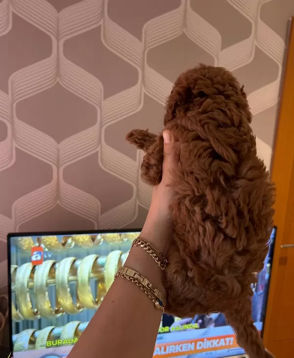 Ev Ortamında Buyuyen Bronz Bukleli Toy Poodle