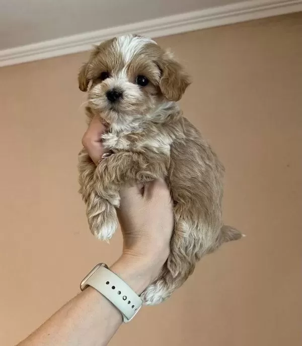 Hipoalerjenik Karakterli Kahve Maltipoo