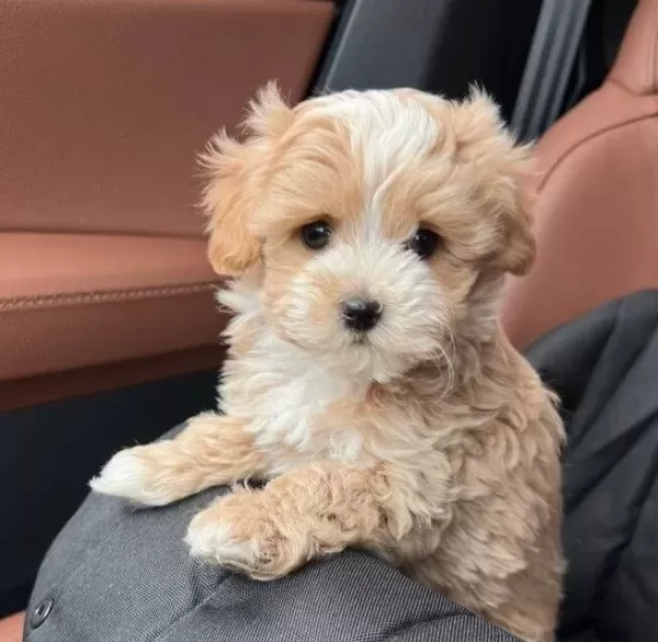 Hipoalerjenik Karakterli Kahve Maltipoo