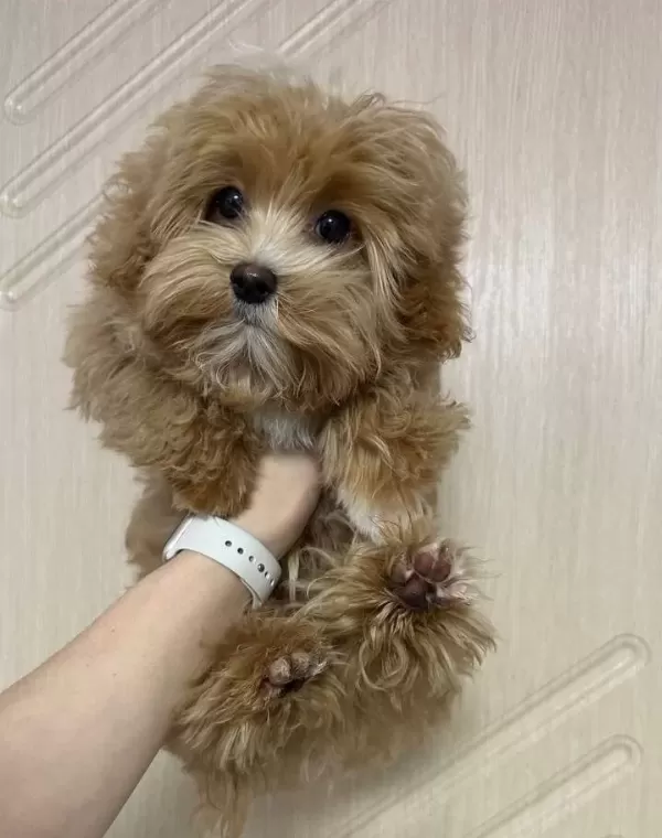 Kıpkırmızı Red Toy Poodle Sevimli Yavrular