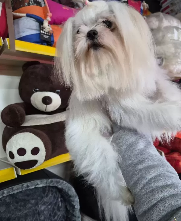 A Kalite Kore Kan Maltese Terrier