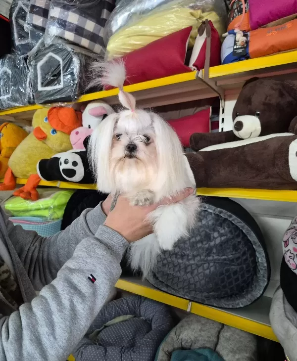 A Kalite Kore Kan Maltese Terrier