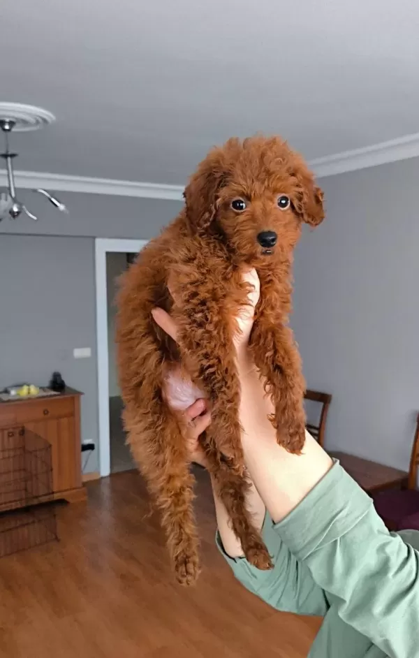 Disi Toy Poodle Yavrusu