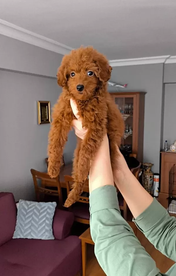Disi Toy Poodle Yavrusu