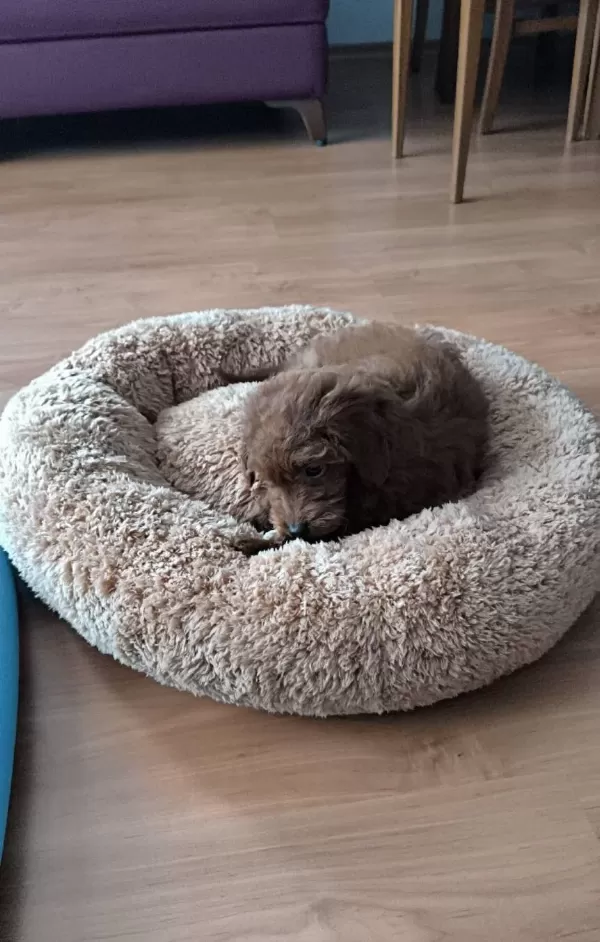 Disi Toy Poodle Yavrusu