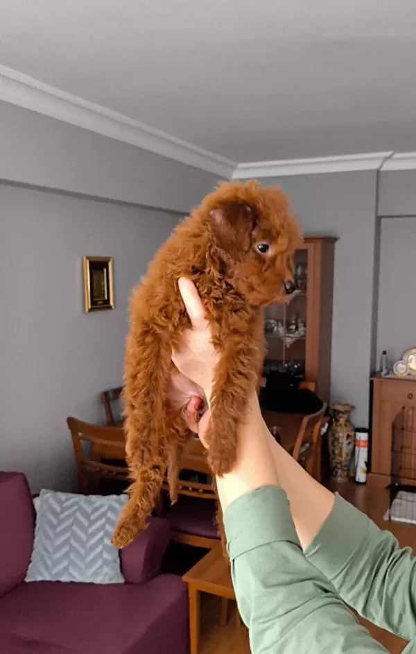 Disi Toy Poodle Yavrusu