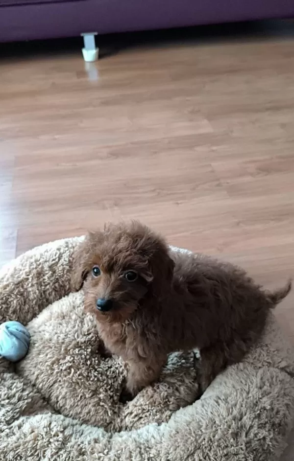 Disi Toy Poodle Yavrusu