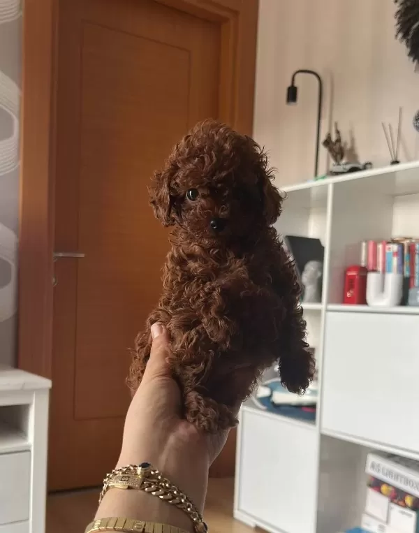 Ev Ortamında Buyuyen Red Toy Poodle Yavruları