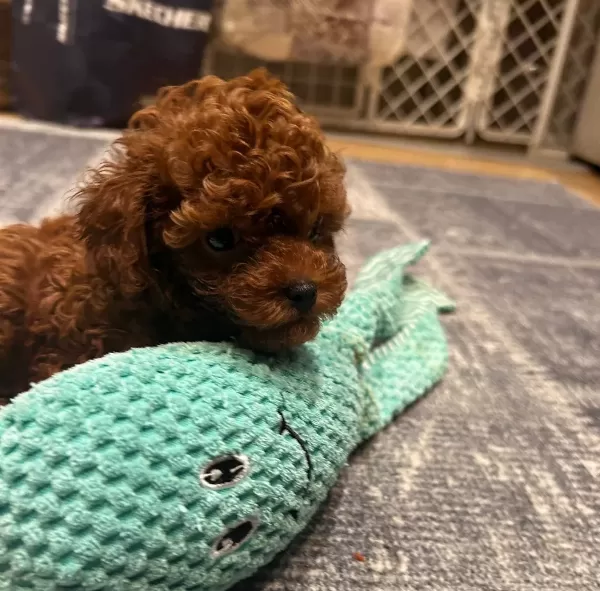 Ev Ortamında Buyuyen Red Toy Poodle Yavruları