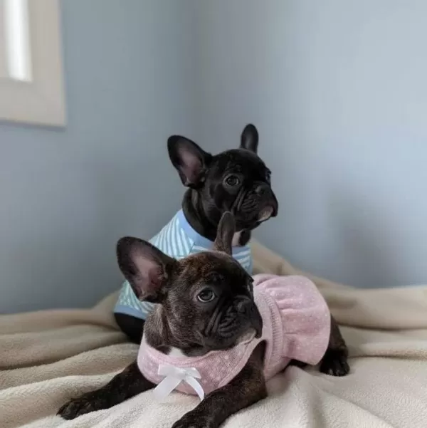 Karizmatik French Bulldog Yavruları Sosyal Ve Egitilmis