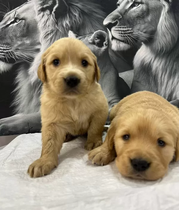Bebek yüzlü Orijinal Golden Retriever Yavruları