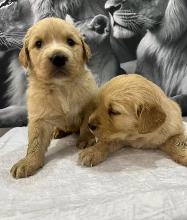 Bebek yüzlü Orijinal Golden Retriever Yavruları