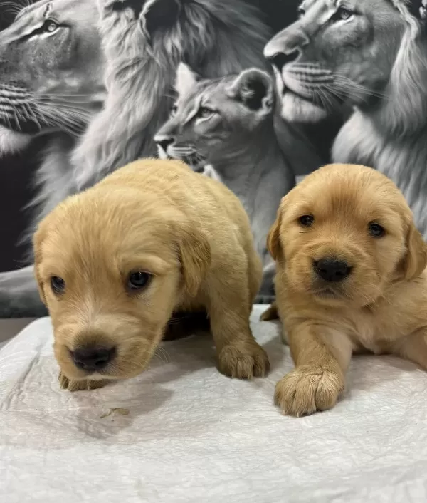 Bebek yüzlü Orijinal Golden Retriever Yavruları