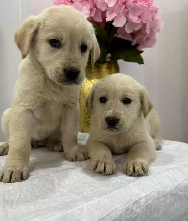 Bebek yüzlü Orijinal Golden Retriever Yavruları