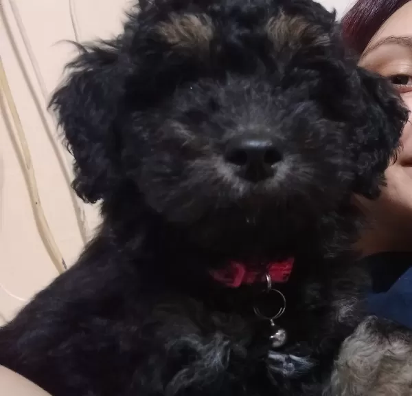 3 Aylık Disi Siyah Toy Poodle Kıvırcık Tuylu Ve Oyuncu