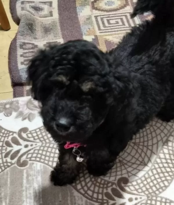 3 Aylık Disi Siyah Toy Poodle Kıvırcık Tuylu Ve Oyuncu