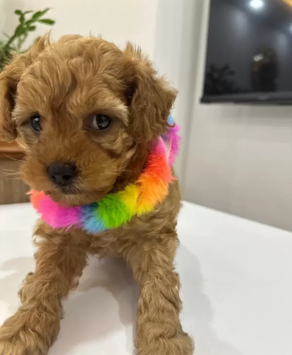 Ankara Cankayada Tuvalet Eğitimli Poodle