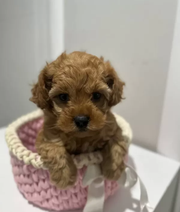 Ankara Cankayada Tuvalet Eğitimli Poodle