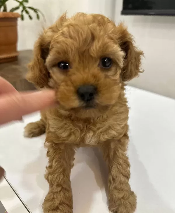 Ankara Cankayada Tuvalet Eğitimli Poodle