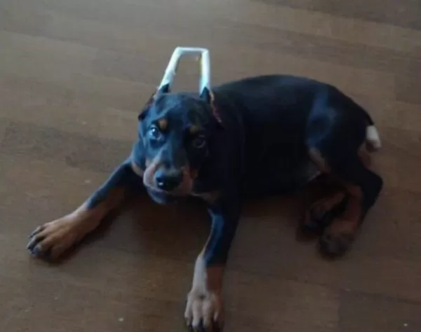 Scrli Avrupa Cinsi Kusursuz Estetikli Doberman Yavrusu