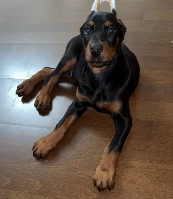 Scrli Avrupa Cinsi Kusursuz Estetikli Doberman Yavrusu