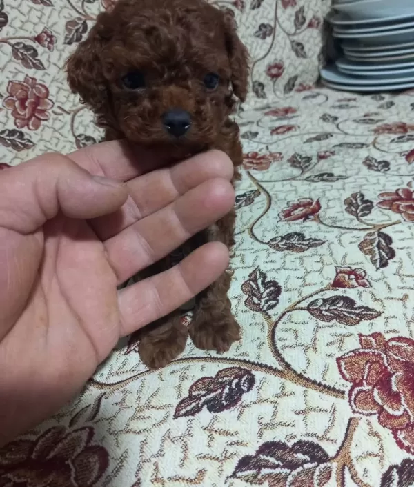 Erkek Disi En Koyu Renk Teacup Kore Poodle